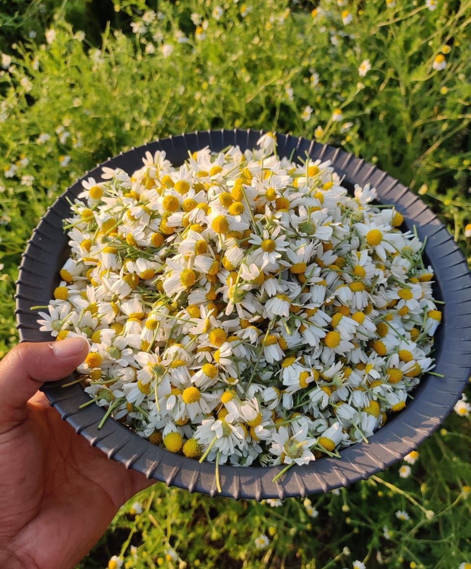Assortment of herbs and spices
