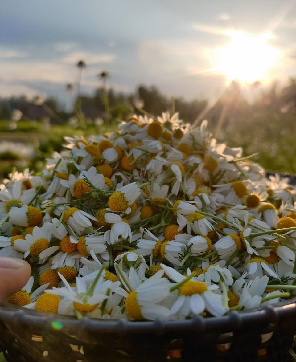 Dried chamomile flowers