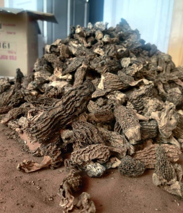 Dried morels (gucchi) mushrooms