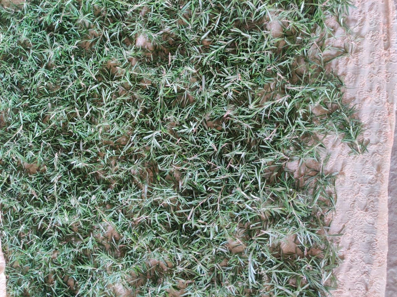 Dried rosemary leaves