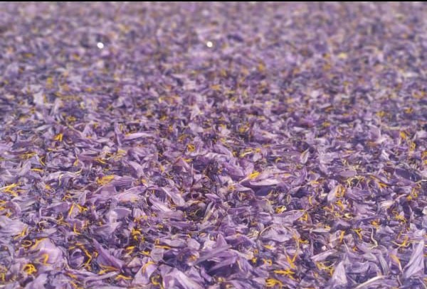Saffron dried petals in a glass container